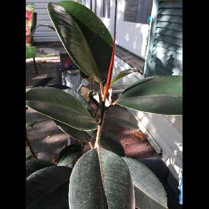 Ficus elastica