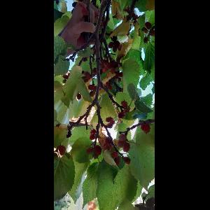 Morus nigra