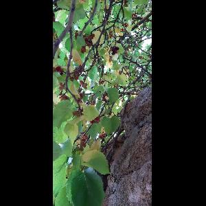 Morus nigra
