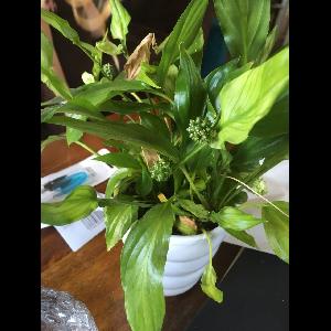 Spathiphyllum cochlearispathum