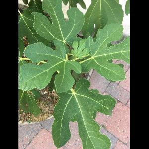 Ficus carica