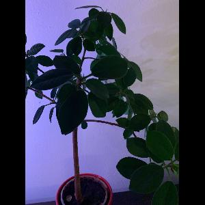Ficus benghalensis