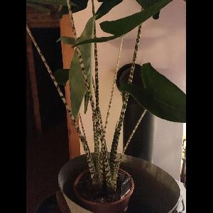 Alocasia zebrina