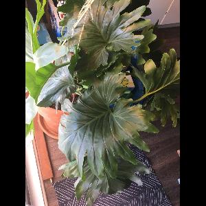 Philodendron bipinnatifidum