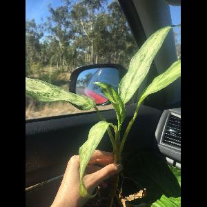 Aglaonema commutatum