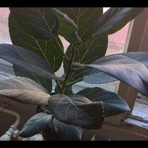 Ficus benghalensis