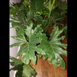 Philodendron bipinnatifidum
