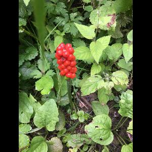 Arum maculatum