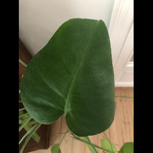 Philodendron hederaceum