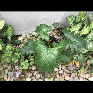 Philodendron xanadu