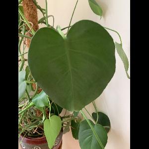 Philodendron hederaceum