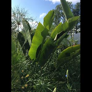 Strelitzia nicolai
