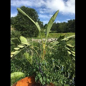 Strelitzia nicolai