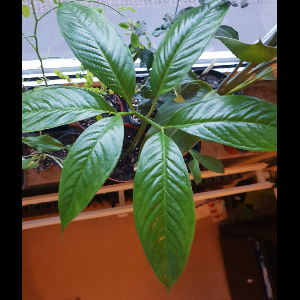 Amorphophallus titanum