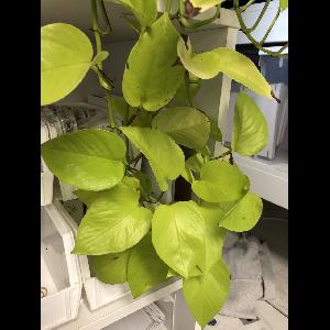Philodendron hederaceum