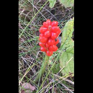 Arum maculatum