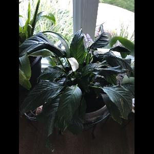 Spathiphyllum cochlearispathum