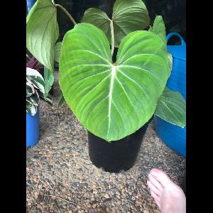 Philodendron gloriosum