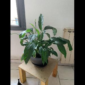 Spathiphyllum cochlearispathum