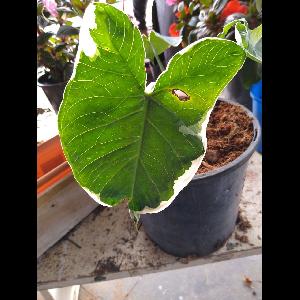 Xanthosoma sagittifolium