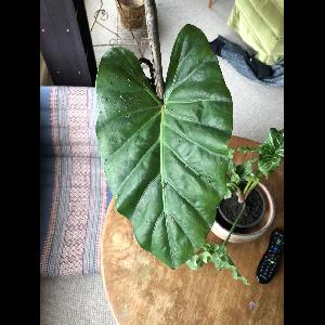 Alocasia macrorrhizos
