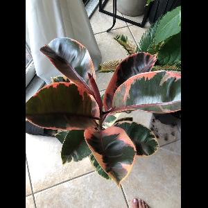 Ficus elastica