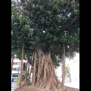 Ficus benghalensis