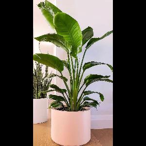 Strelitzia nicolai