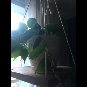 Philodendron scandens