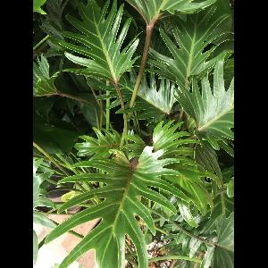 Philodendron xanadu