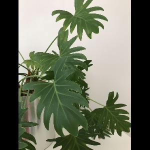Philodendron xanadu