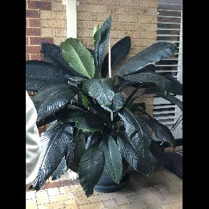 Spathiphyllum cochlearispathum