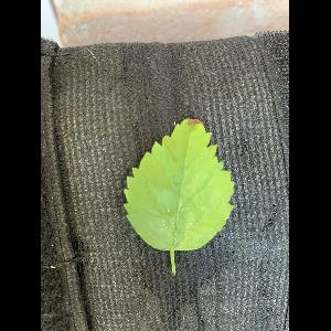 Morus alba