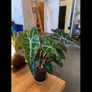 Alocasia 'Polly'