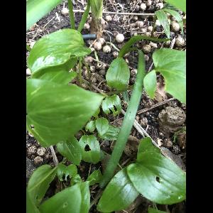 Arisarum vulgare