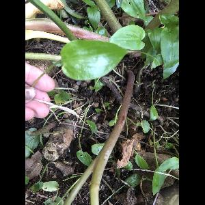 Arum maculatum