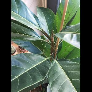 Ficus altissima