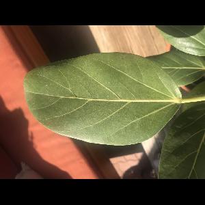 Ficus benghalensis