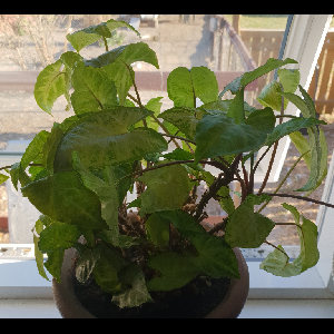Syngonium podophyllum