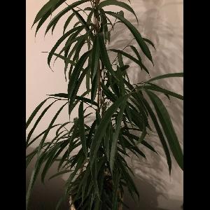 Ficus binnendijkii