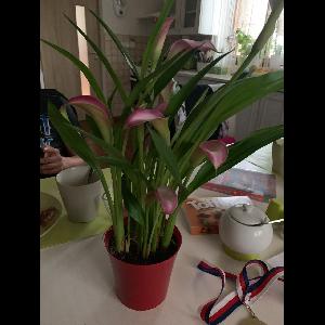 Zantedeschia rehmannii