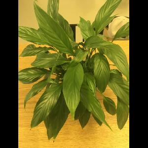 Spathiphyllum cochlearispathum
