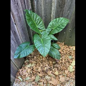 Alocasia wentii
