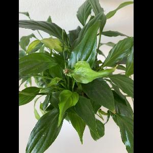 Spathiphyllum cochlearispathum