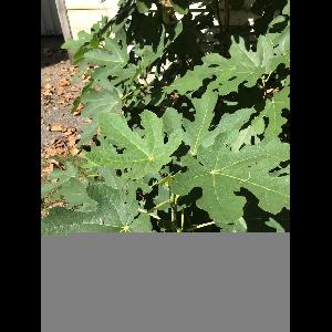 Ficus carica
