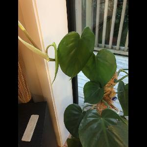 Philodendron hederaceum