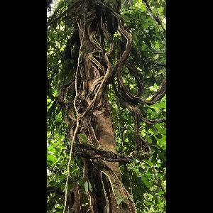 Ficus aurea