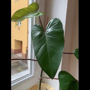 Philodendron erubescens
