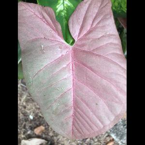 Caladium bicolor