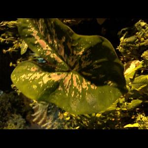 Caladium bicolor